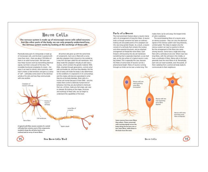 The Secret Life Of The Brain image 4